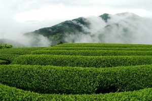 川根茶の特徴