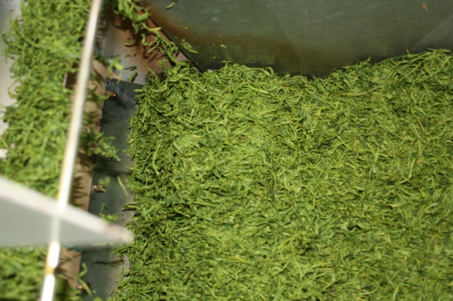 荒茶工場で蒸された茶葉